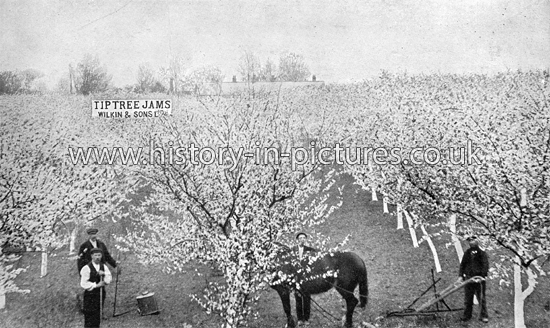 Fruit trees in Bloom on the Feering Hill Farm, Tiptree, Essex. May 8th 1907.